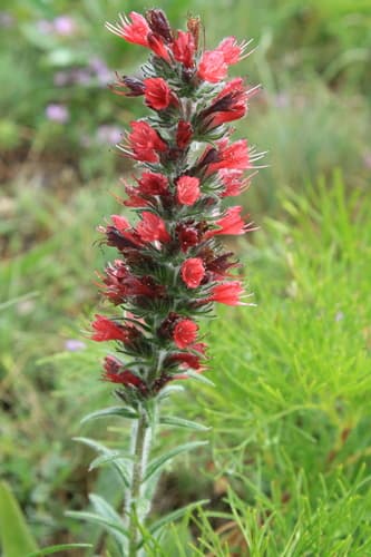 Pontechium maculatum