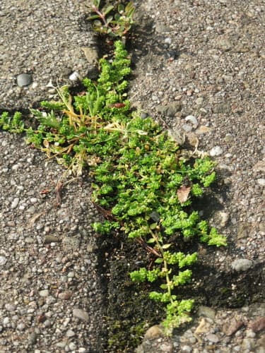 Smooth Rupturewort Bonsai