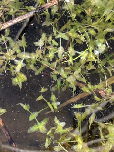 Ivy-leaved Duckweed