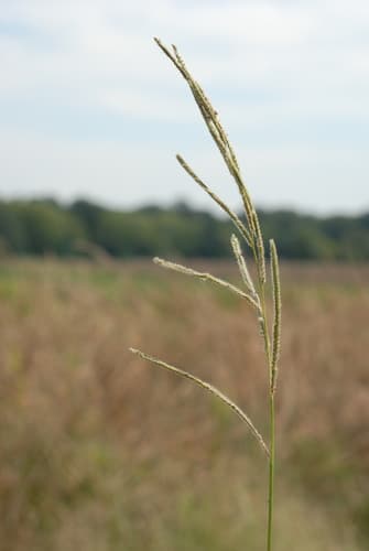 Vasey Grass