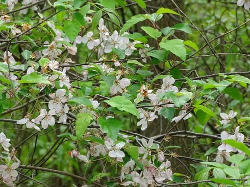 Sweet Crabapple Bonsai
