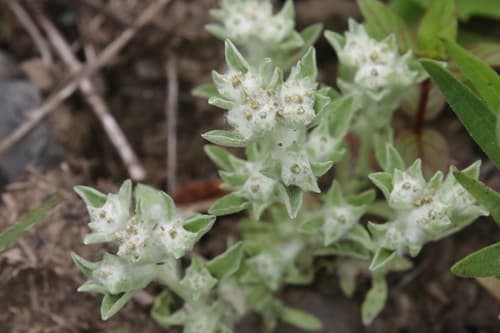 Western Marsh Cudweed