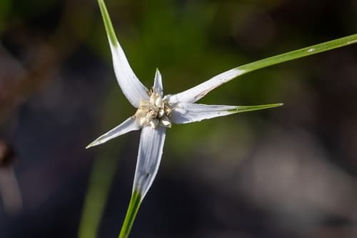 Whitetop Sedge