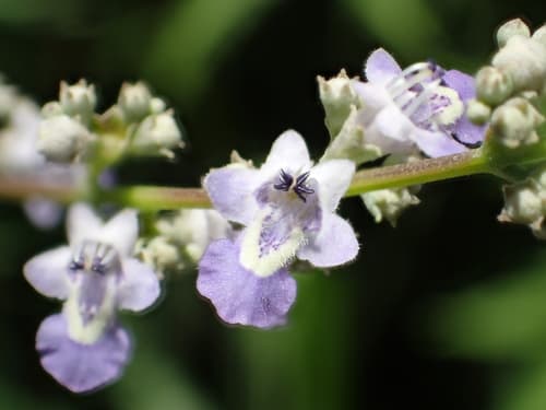 Five-leaved chaste tree