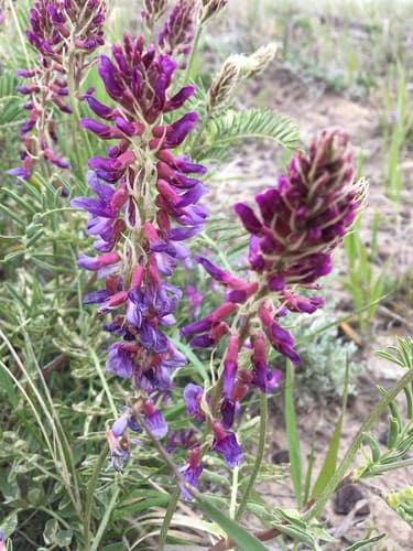 Two-grooved Milkvetch
