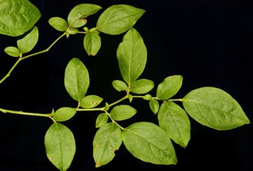 Black Highbush Blueberry Bonsai