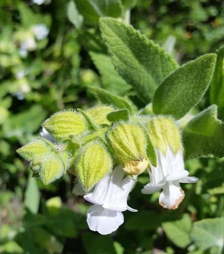California Pitcher Sage
