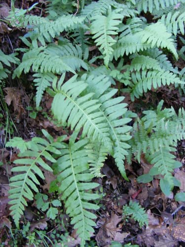 Nested Polypody