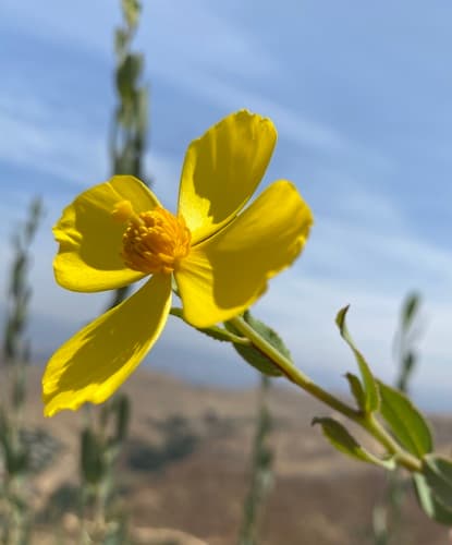 Bush Poppy