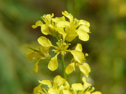 Brown Mustard Plant