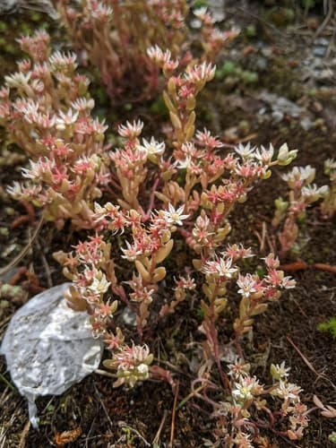 Spanish Stonecrop