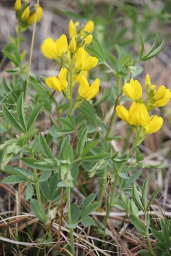 Golden Bean Plant (Not a Bonsai)