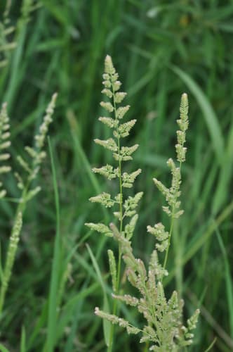 American Slough Grass