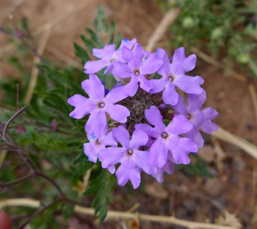 Davis Mountain Mock Vervain