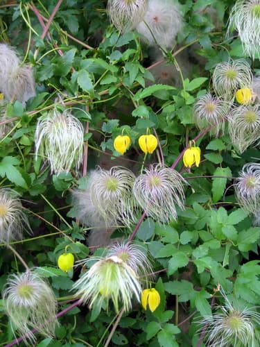 Orange-peel Clematis