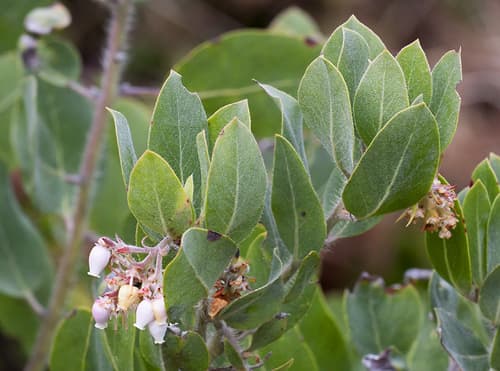 Hairy Manzanita Bonsai
