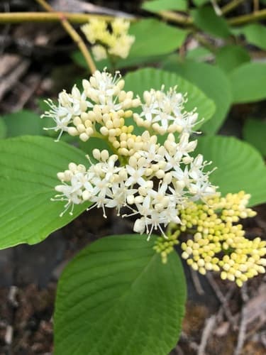 Round-leaved Dogwood Bonsai