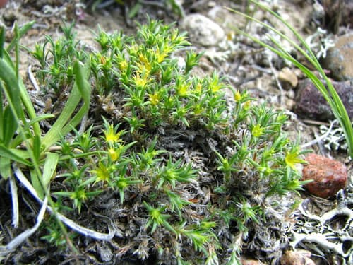 Creeping nailwort