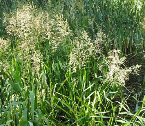 Reed Meadowgrass