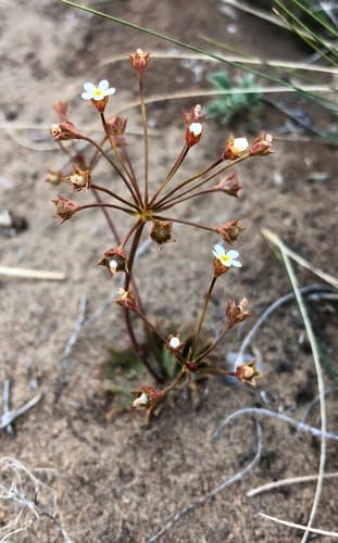 Pygmy-flower Rock-Jasmine