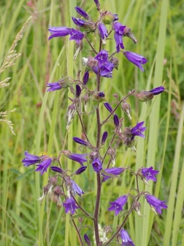 Siberian Bellflower