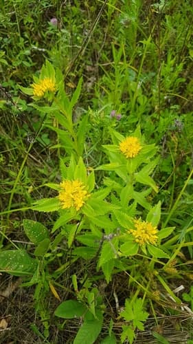 Aizoon Stonecrop Bonsai