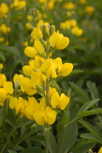 Mountain goldenbean Bonsai