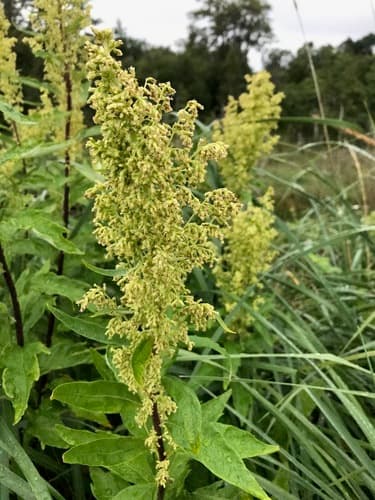 Coastal Mugwort