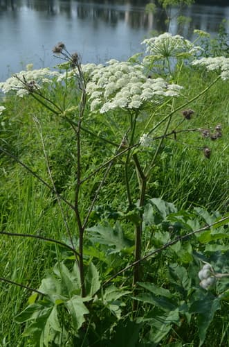 Dissected Hogweed