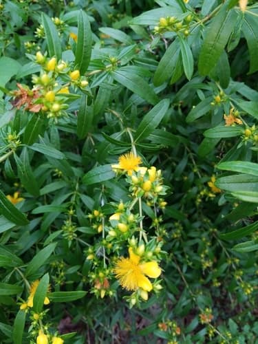 Shrubby St. John's-wort Bonsai