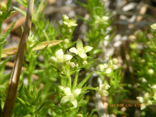 Phlox-leaved Bedstraw