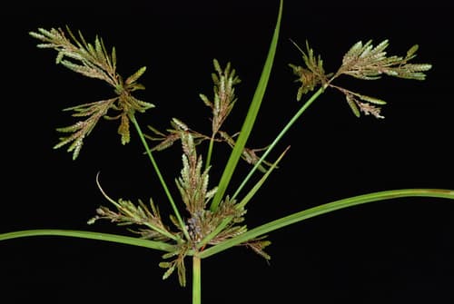 Rice flat-sedge