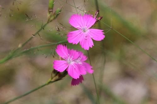 Dianthus borbasii