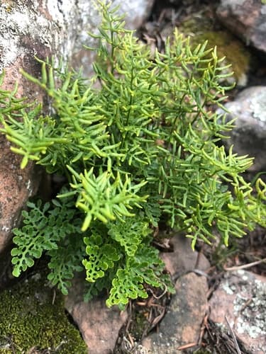 American Parsley Fern