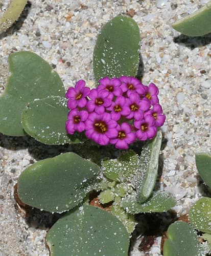 Red Sand-Verbena