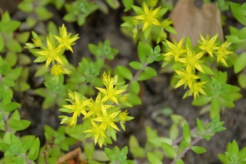 Stringy Stonecrop