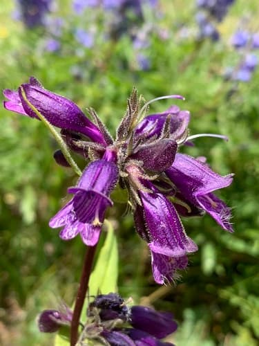 Whipple's penstemon