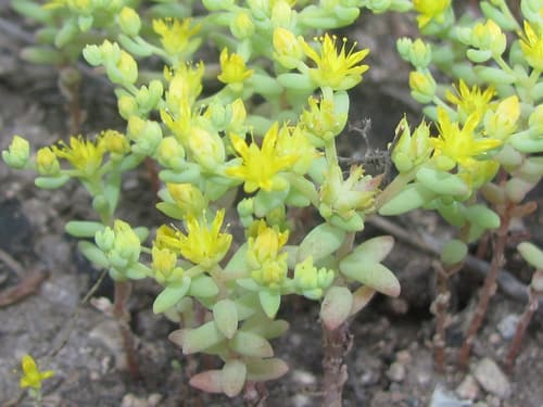 Yellow Stonecrop Bonsai