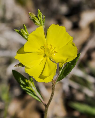 Canada Frostweed