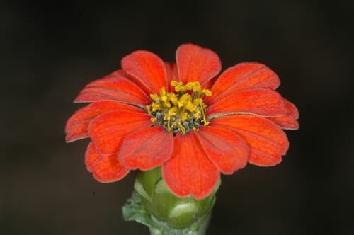 Peruvian Zinnia Flower