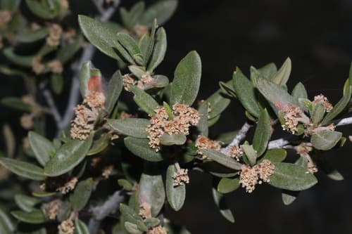 Curlleaf Mountain Mahogany Bonsai