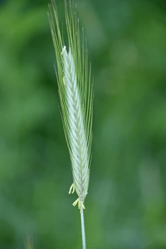 Rye Plant