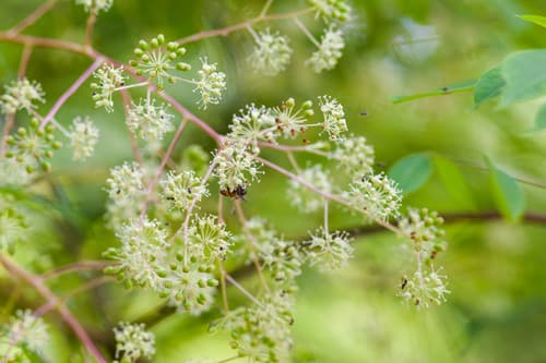 Devil's Walkingstick Flowers