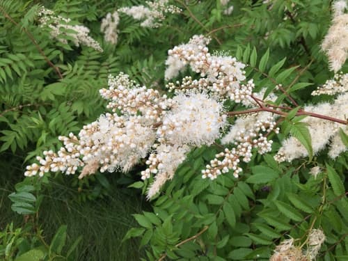 Sorbaria Bonsai Specimen