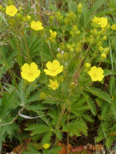 Slender Cinquefoil