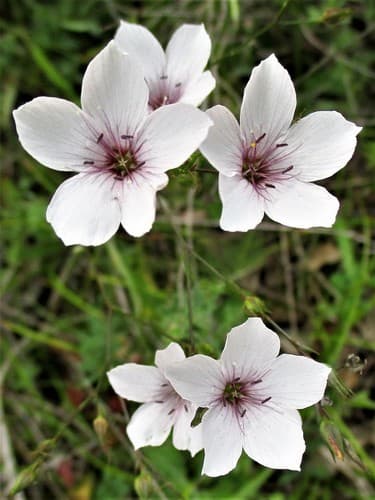 Narrow-leaved Flax