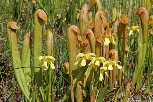 Hooded Pitcher Plant
