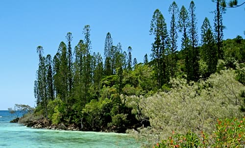 Cook Pine Bonsai Forest