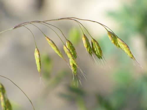Japanese brome
