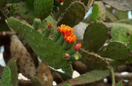 Woollyjoint Pricklypear Bonsai